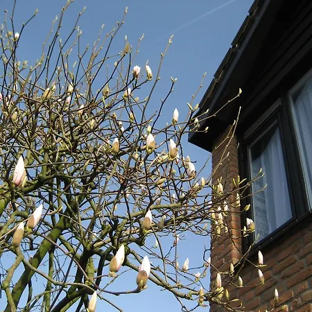 De Mozaiektegel * 우덴